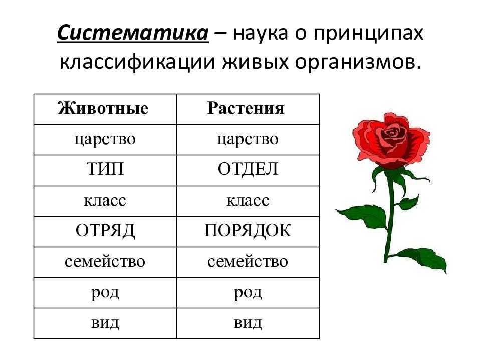 Отделы растений: основные сведения