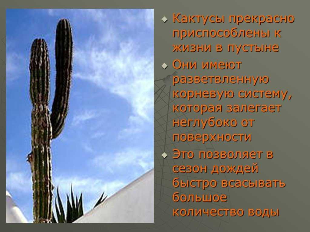 Адаптации кактуса — от земли до неба адаптация кактуса в пустыне рецепт баже с курицей белые ногти с черным мрамором