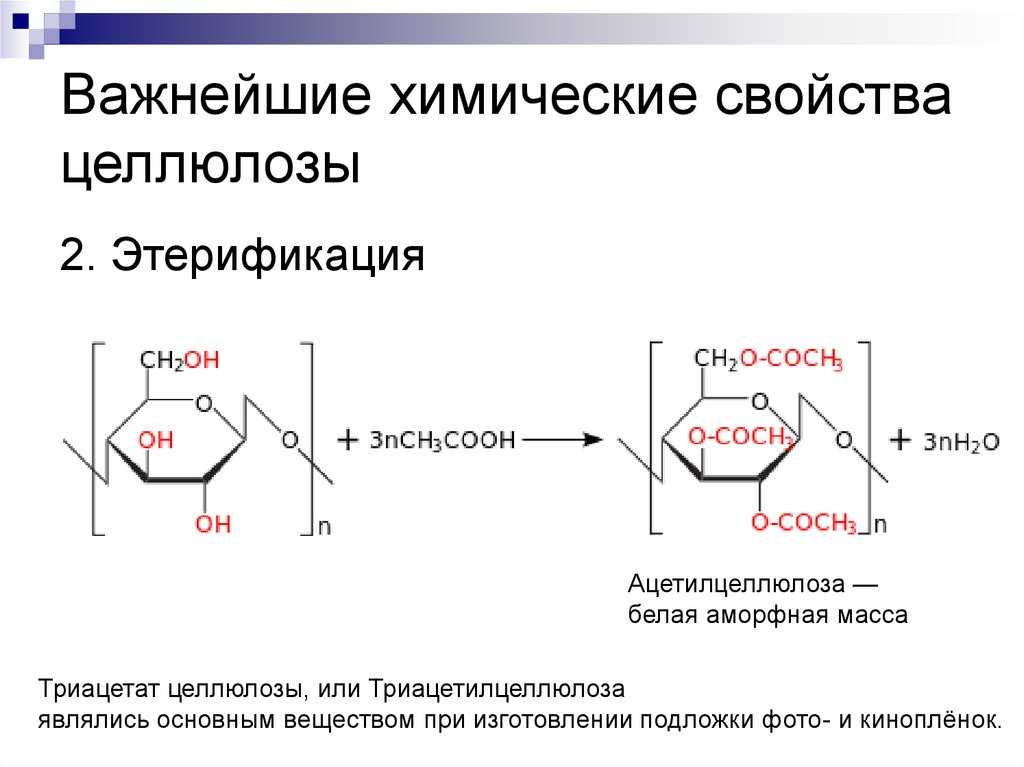 Что такое целлюлоза в биологии 5 класс определение кратко и понятно