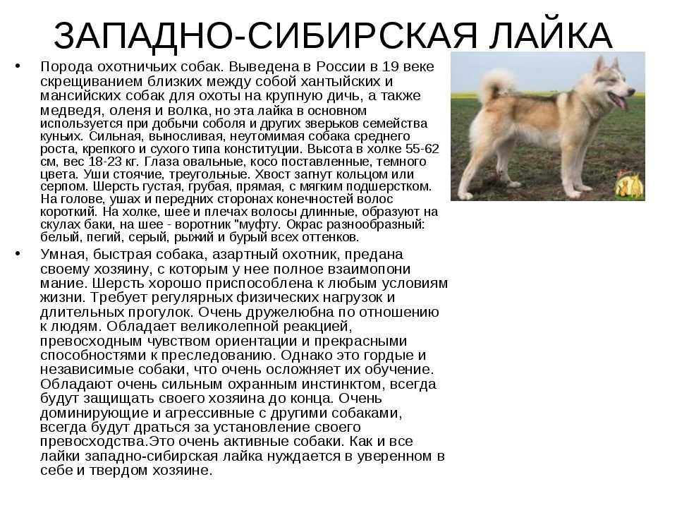 Основные черты породы лайка