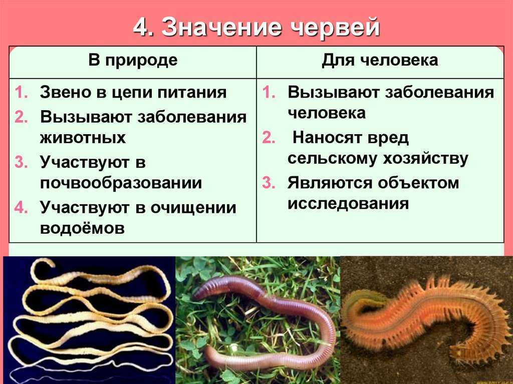 На каких сегментах тела находится поясок. как передвигаются дождевые черви? роль дождевого червя в природе. питание дождевых червей