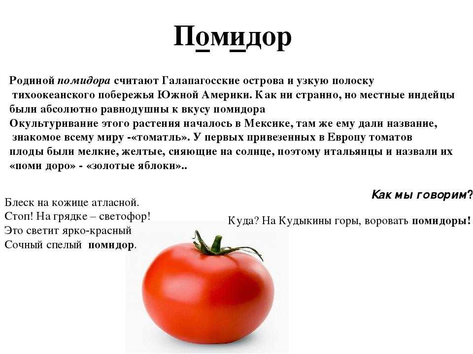 История появления помидоров в россии для детей