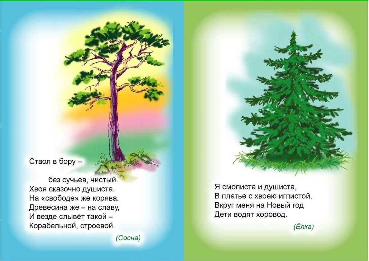 Загадки про деревья, их разновидности и части для детей