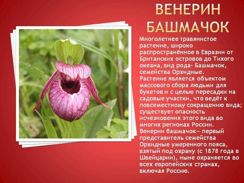 Растения красной книги россии — названия, краткое описание и фото — природа мира