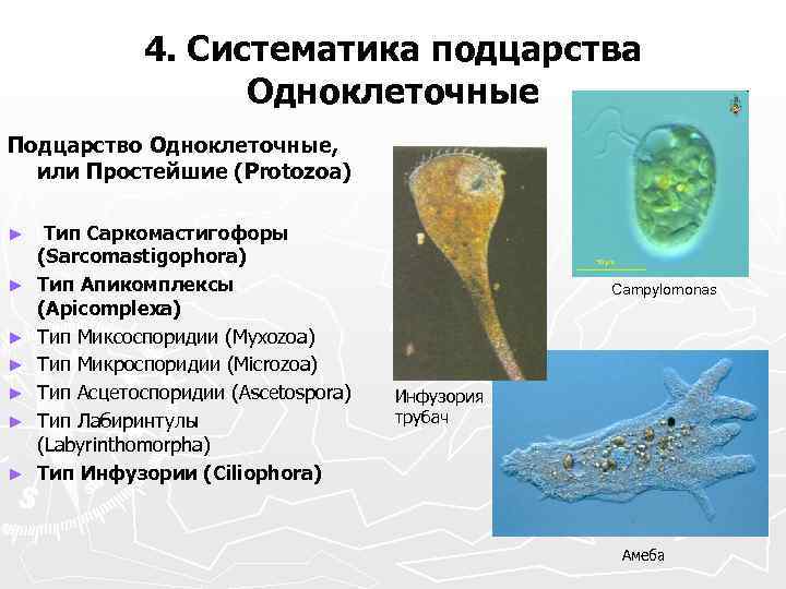 Амеба обыкновенная: строение, среда обитания, значение в природе