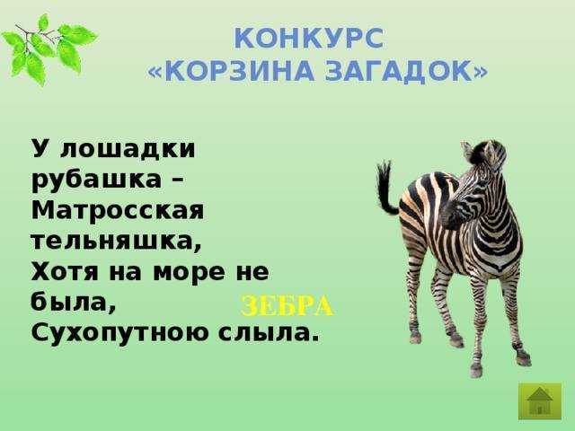 Загадки о диких животных для детей