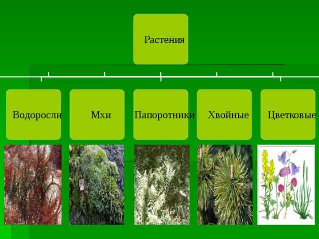 Чем водоросли отличаются от водных цветковых растений 6 класс кратко