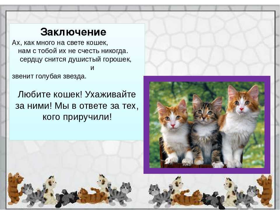 Проект по окружающему миру мой домашний питомец 1 класс про кошку » собачки и кошечки