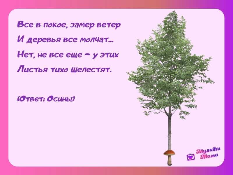 Загадки про деревья для детей с ответами: 270 лучших загадок для дошкольников и учеников 1, 2, 3 классов / mama66.ru