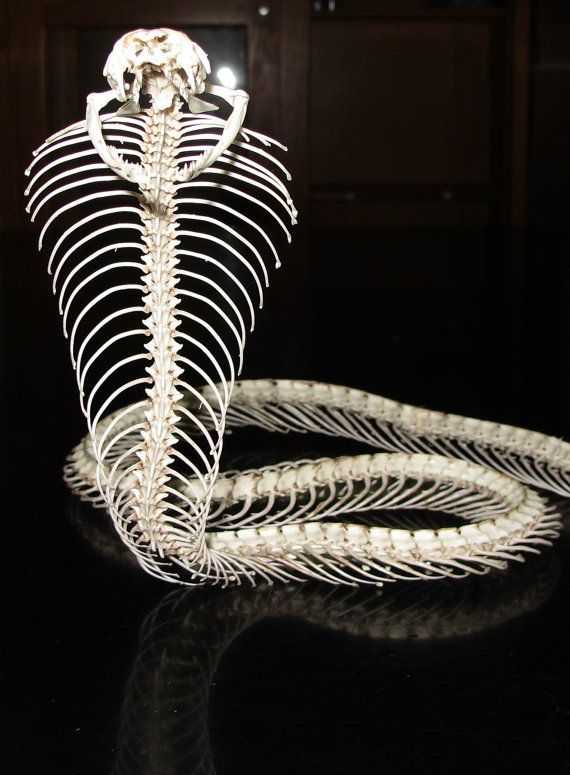 Скелет змеи - snake skeleton