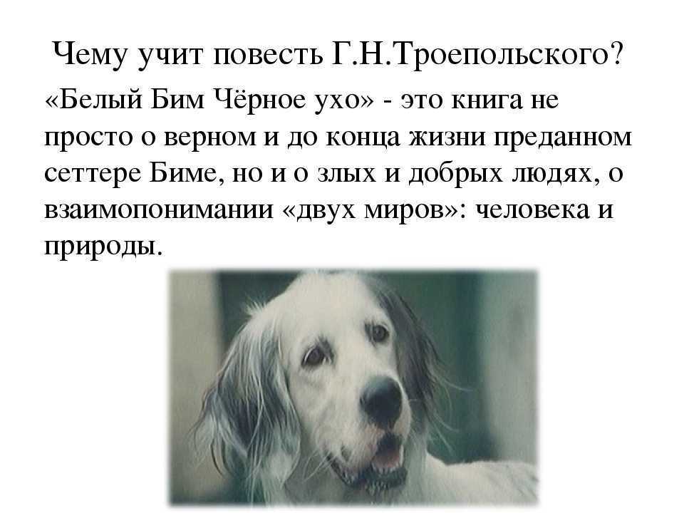 Краткое содержание повести троепольского «белый бим черное ухо» - tarologiay.ru