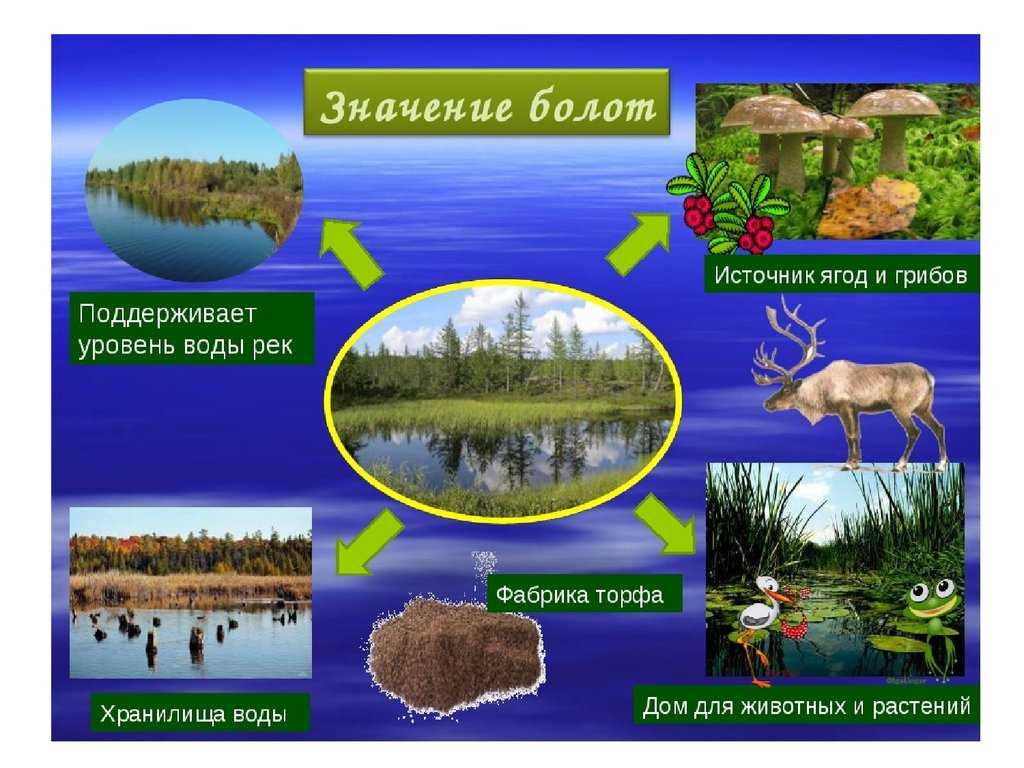 Что нужно знать о болотах—география для 8 класса