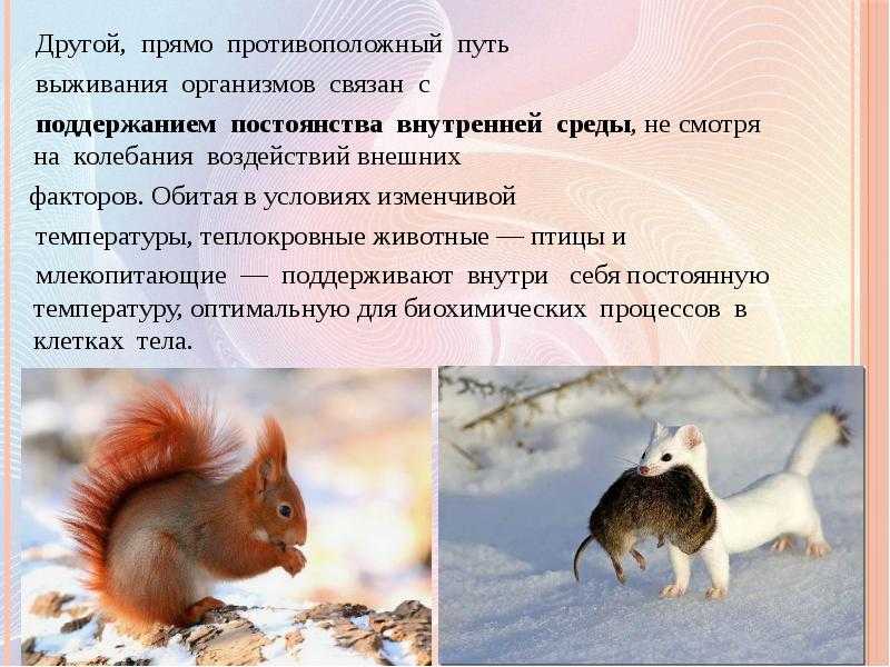 Виды приспособленности у животных и организмов – таблица кратко (11 класс, биология)