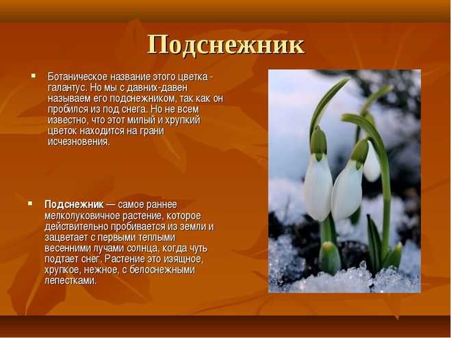 Подснежник: внешний вид, фото, особенности, интересные факты, среда обитания