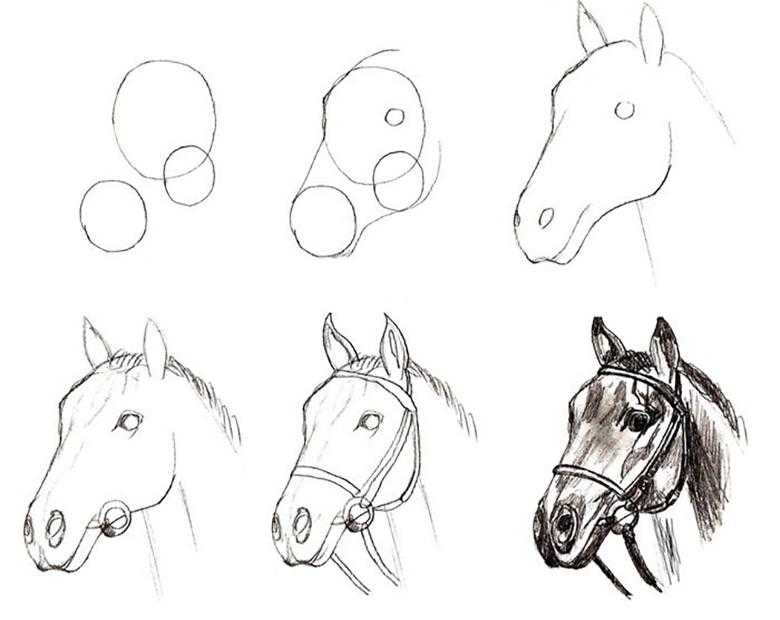 Как нарисовать лошадь: простой и легкий способ