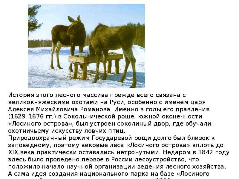Лосиный остров национальный парк доклад