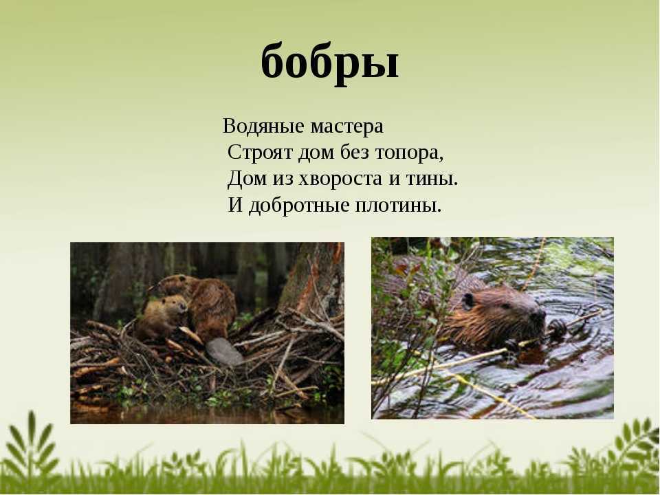 Загадки с подвохом