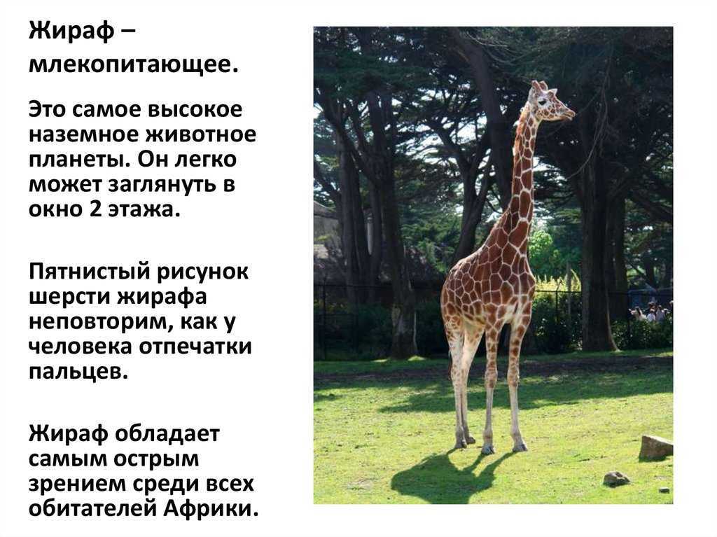 Длинношеее животное. жирафы
