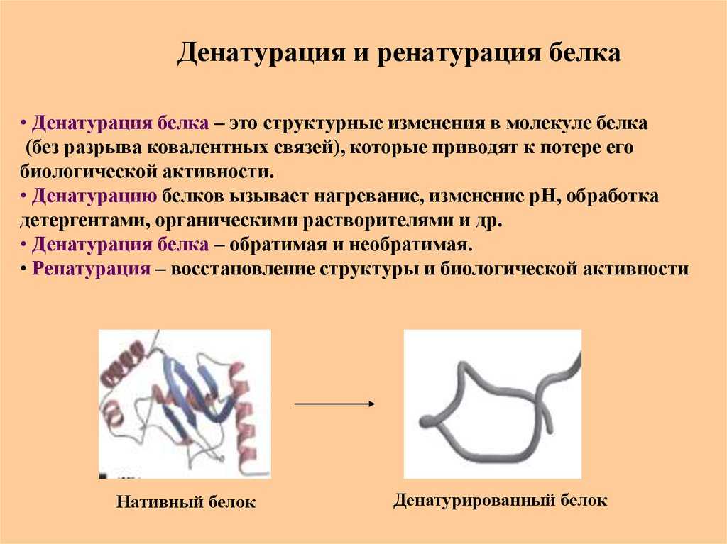 Структура белка ️ какие бывают, основные виды, описание, примеры