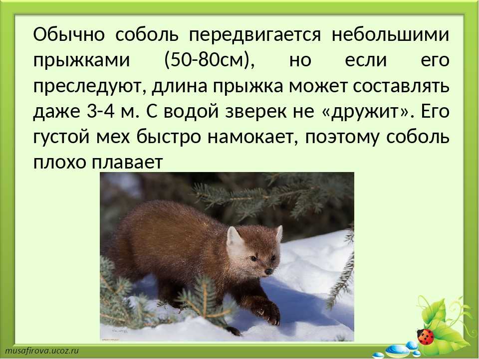 ​50  интересных фактов о соболях — общенет