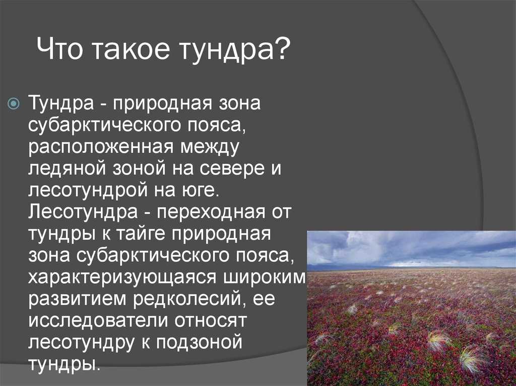 Какие животные обитают в тундре?