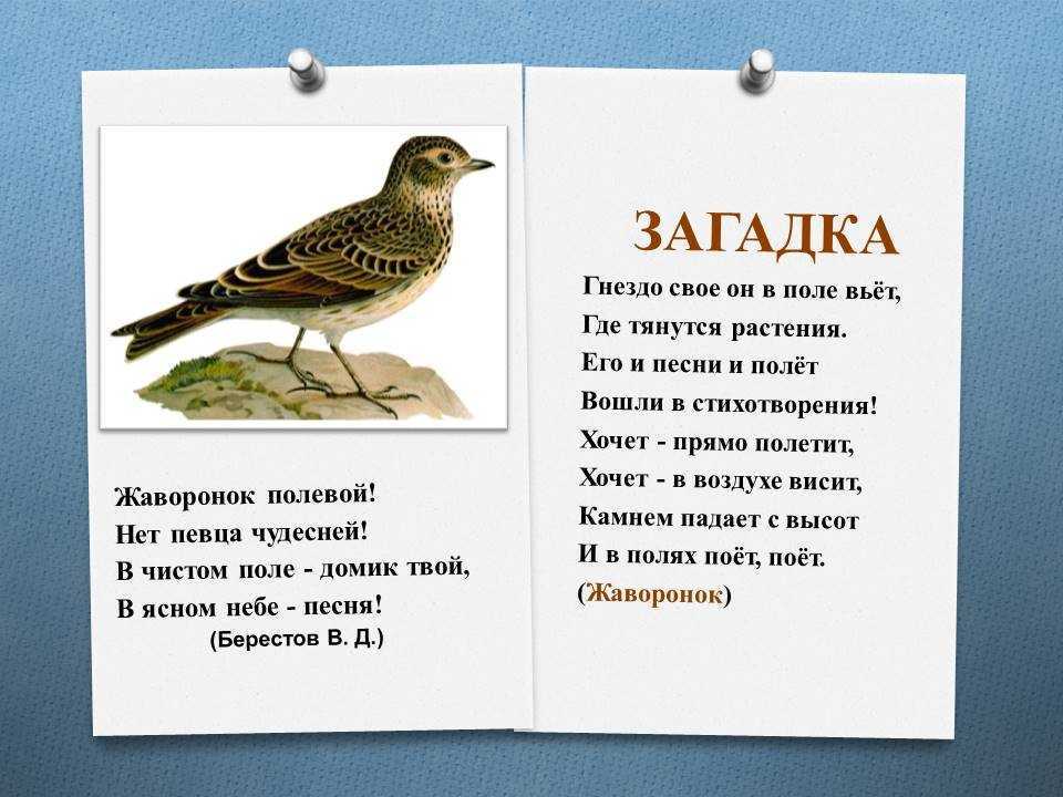 Загадки о птицах для детей 6-7 лет с ответами