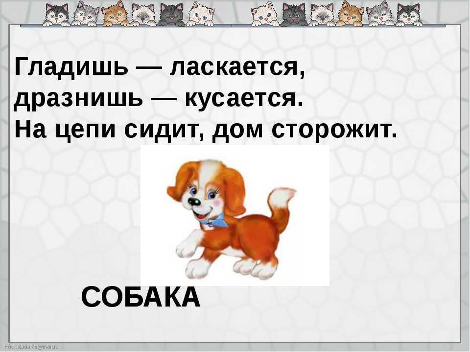 Загадки про собаку для детей, сложные и не очень