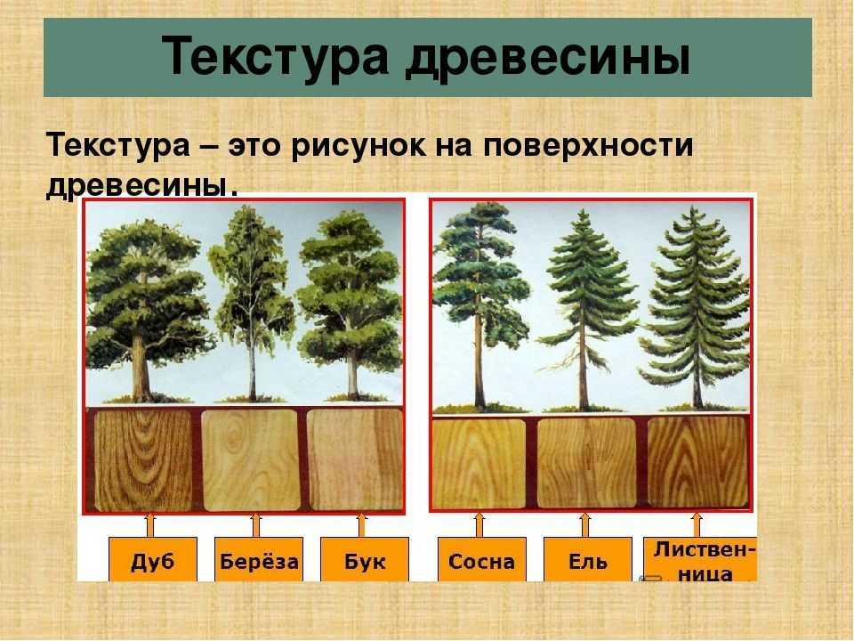 Презентация на тему свойства древесины 5-7 класс