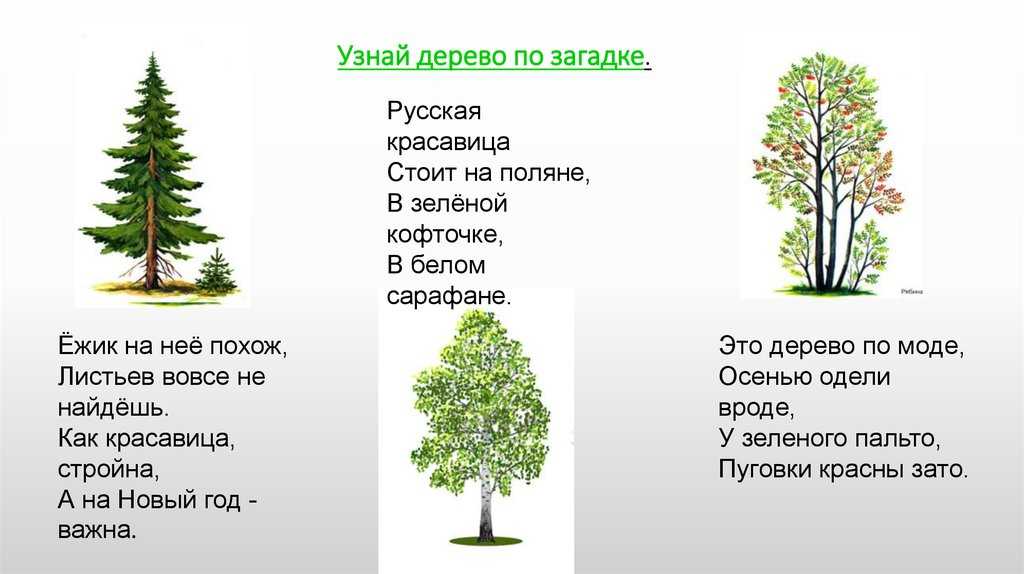 Загадки про деревьях для детей с ответами