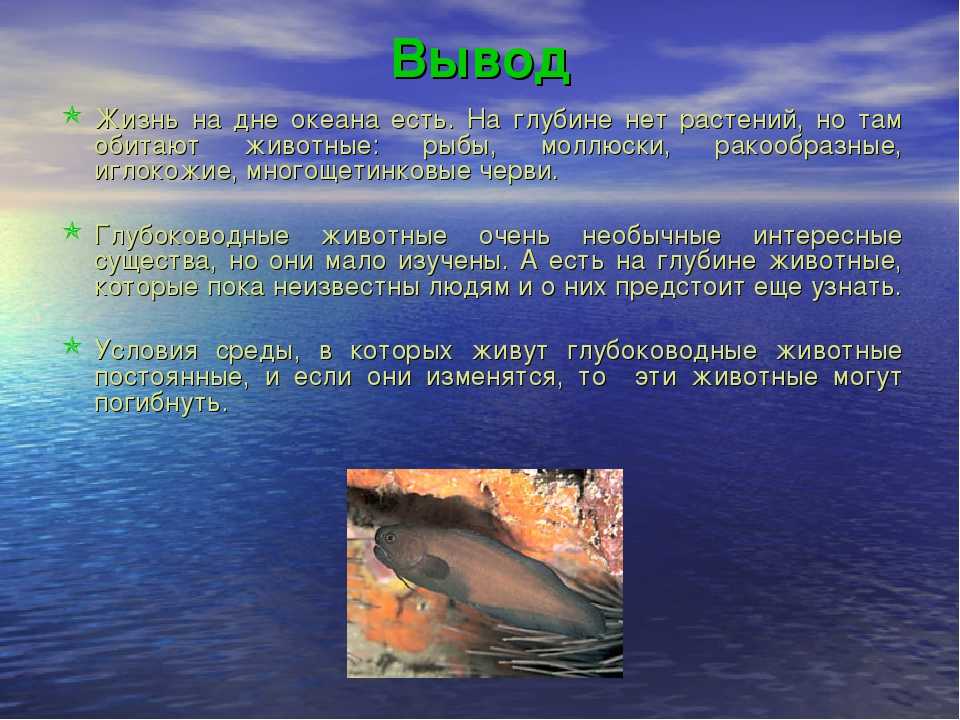 На самом дне океана (фильм) — рувики