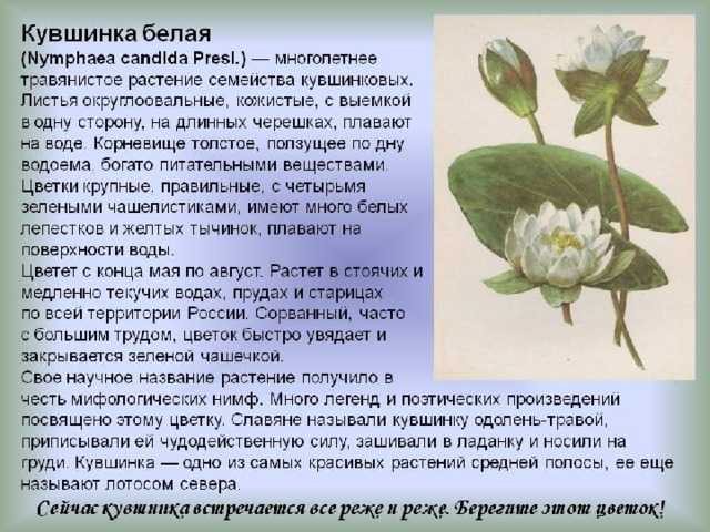 20 растений, занесенных в красную книгу российской федерации