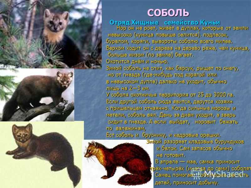 Интересные факты о соболе, особенности, образ жизни и среда обитания, польза для экосистемы