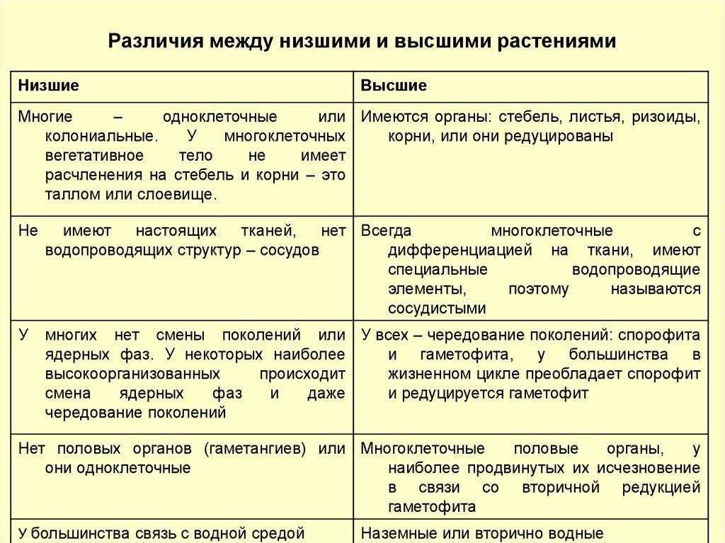 10 различий между растениями и водорослями - медицинский - 2023