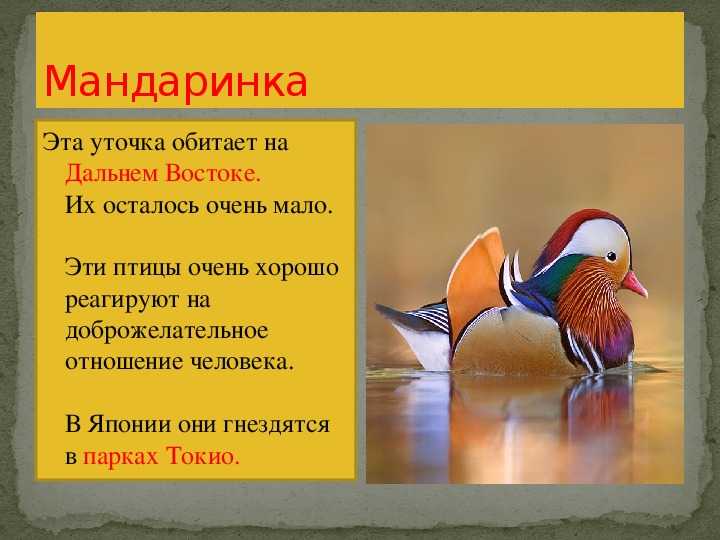 Животные занесенные в международную красную книгу: внешний вид, фото, особенности, интересные факты, среда обитания