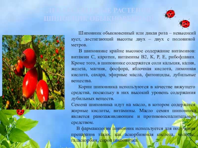 Шиповник доклад для 2 класса лекарственное растение