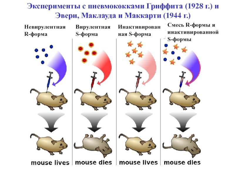 Эксперимент гриффитса - griffiths experiment - wikipedia