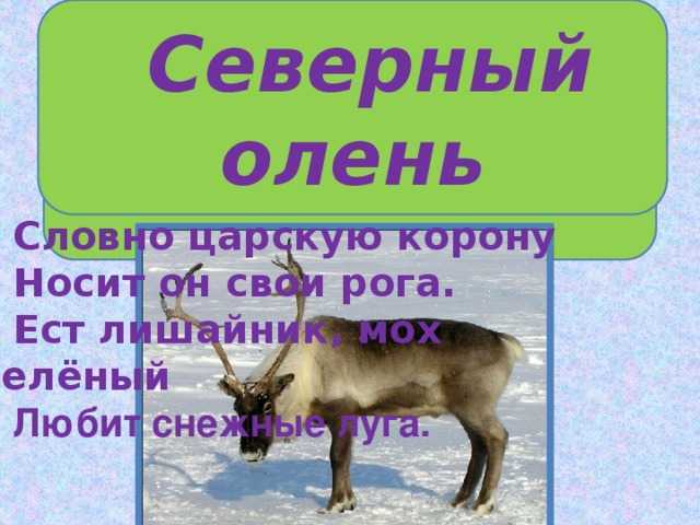 Город этот не простой, он дремучий и густой. загадки про лес