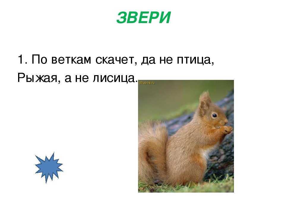 Загадка про белку для детей 4 5 — быстрый маленький зверек по деревьям скок поскок