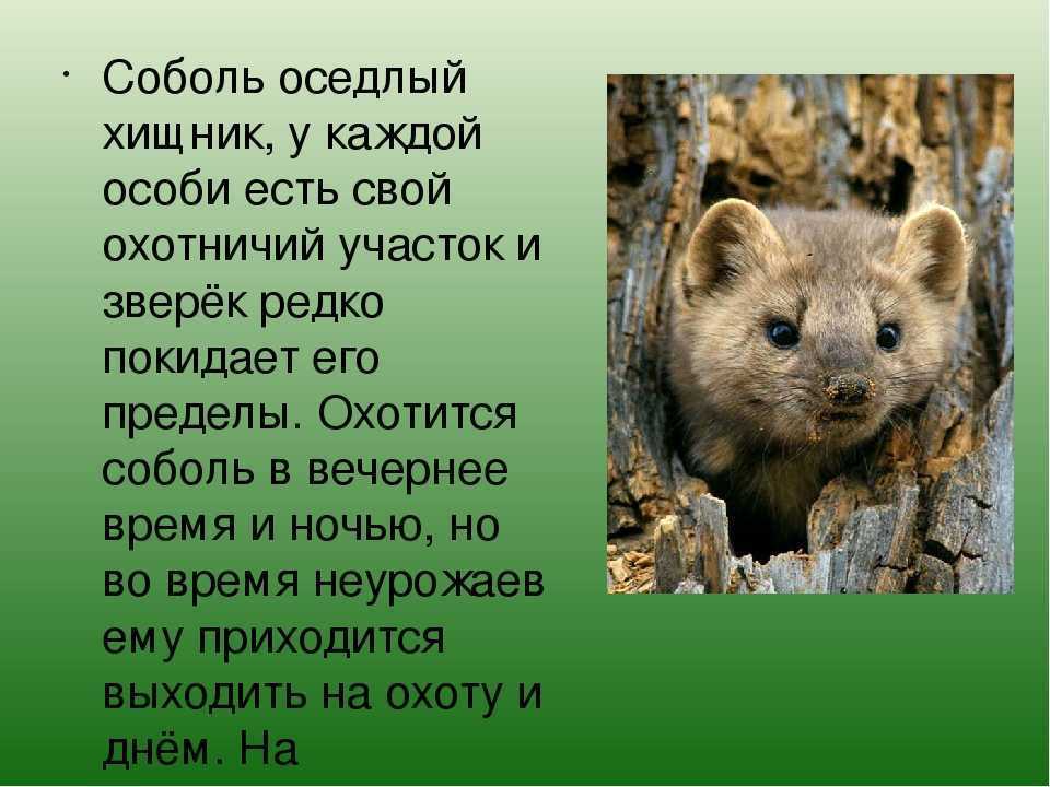 Соболь животное. образ жизни и среда обитания соболя | животный мир