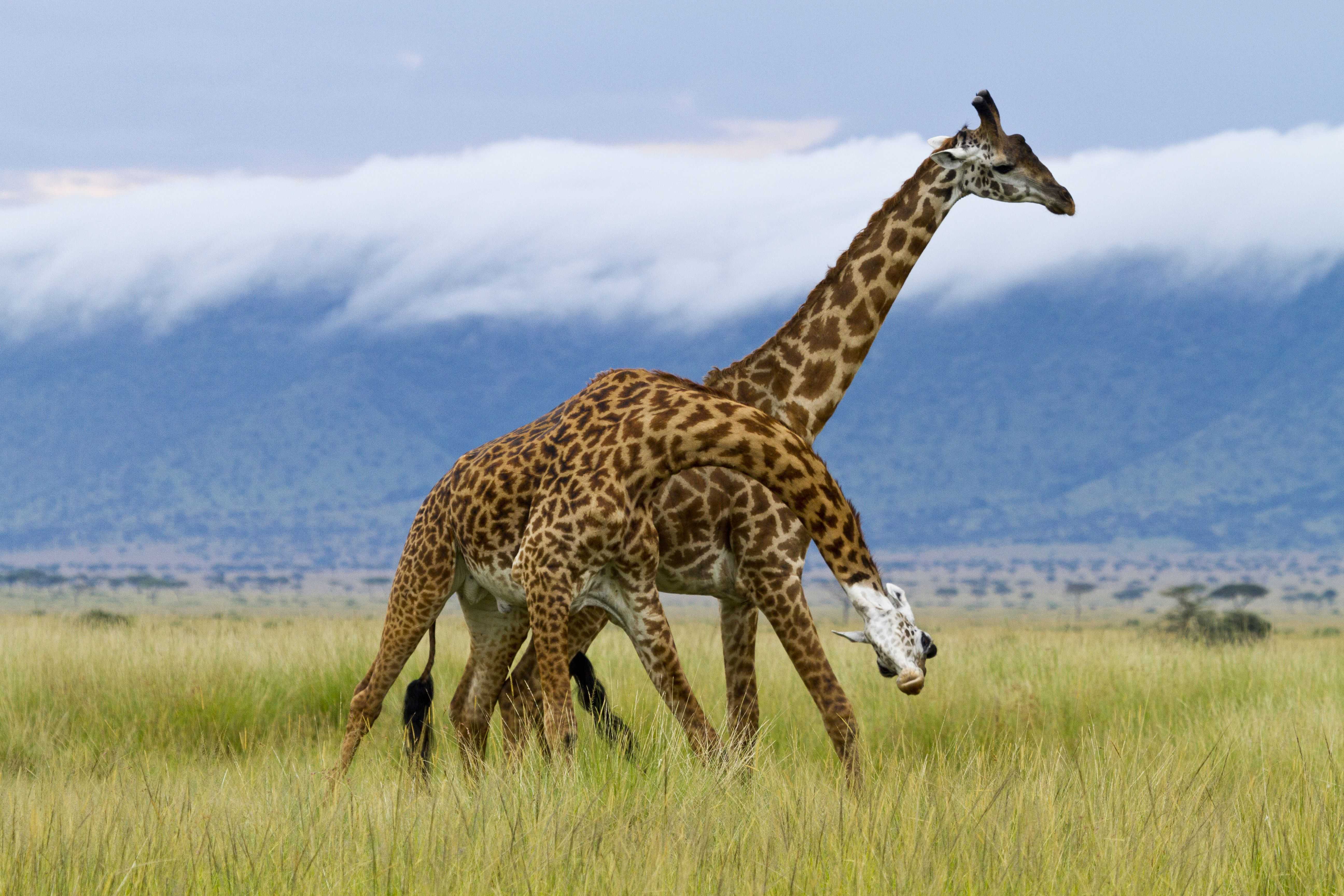55 интересных фактов о жирафах (14 фотографий)