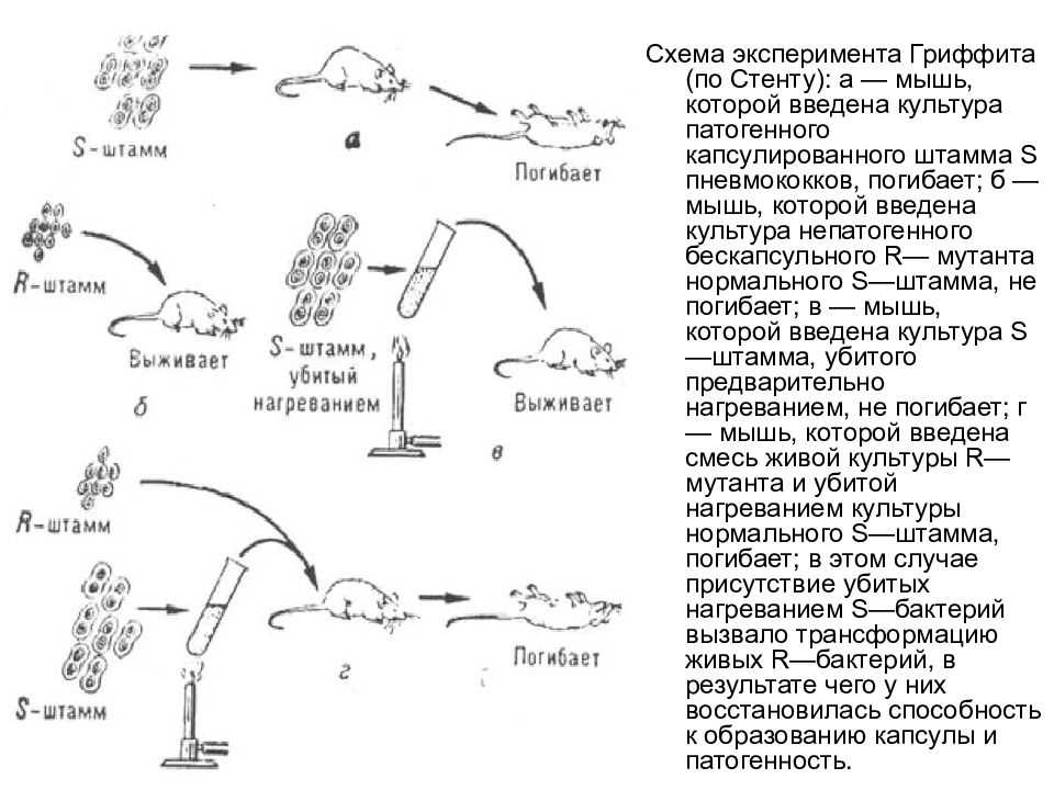 Эксперимент гриффитса - википедия