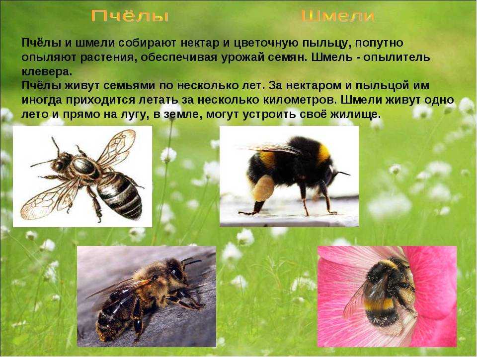 Песочные осы: жизненный цикл, питание и вред от насекомых для человека