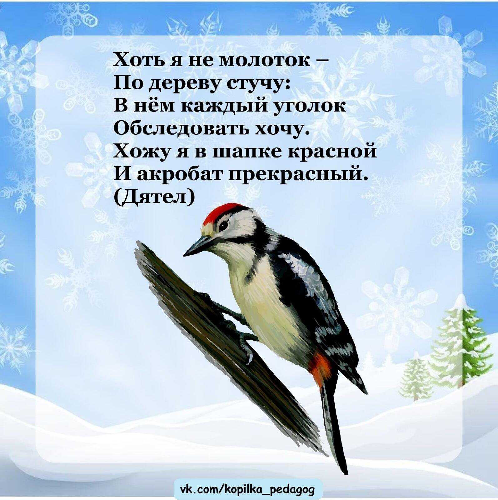 Загадки о птицах для детей 6-7 лет с ответами