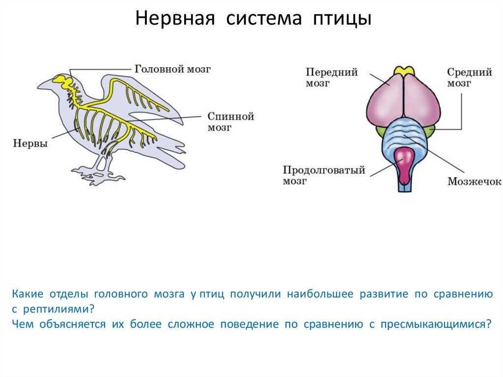 Нервная система и интеллект у птиц