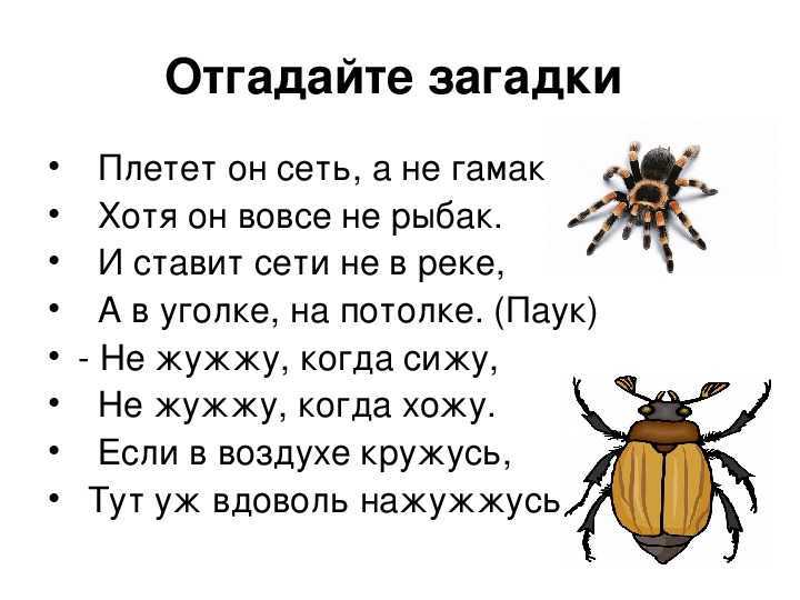 Загадки для детей про паука развивают у детей логическое мышление и позволяют весело провести время Тут Вы сможете найти короткие загадки, в рифму и другие