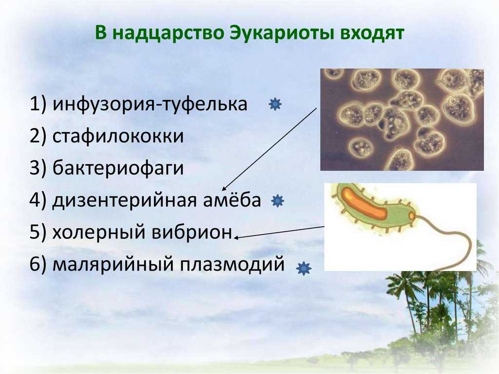 Прокариоты  и эукариоты: сравнение, что обозначают понятия, строение