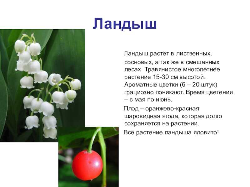 Ландыш описание растения. ландыш лечебные свойства