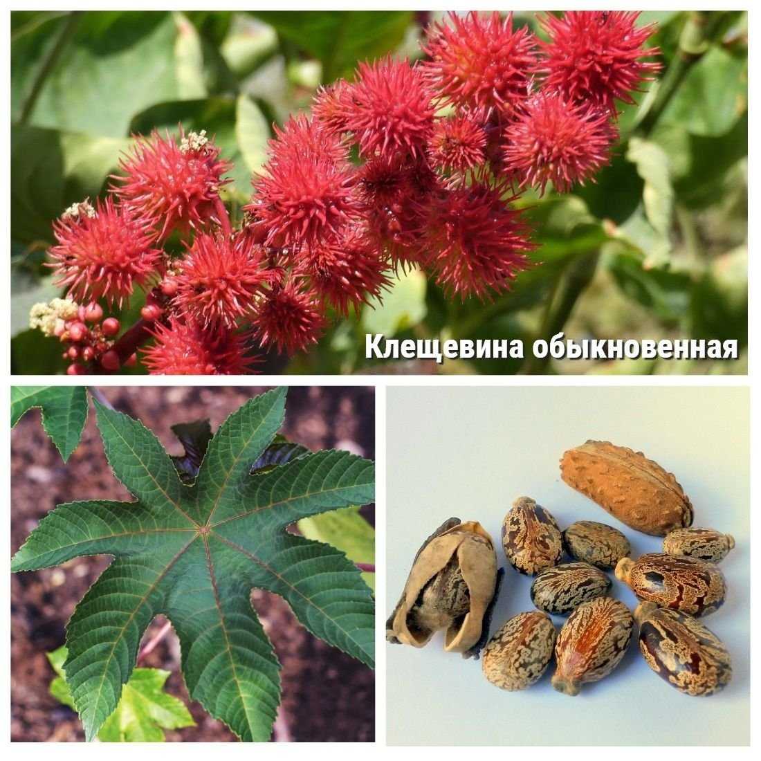 Клещевина обыкновенная — ricinus communis l.