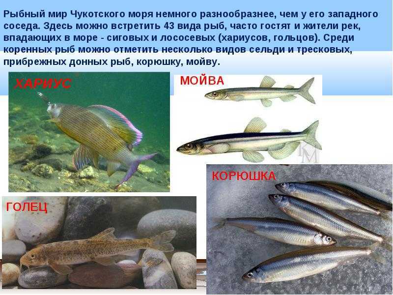Особенности органического моря чукотского моря