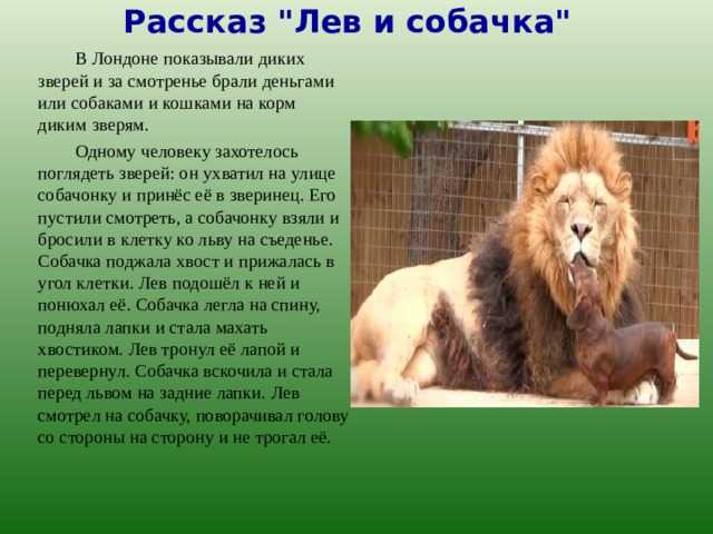 Читательский дневник «лев и собачка» льва толстого